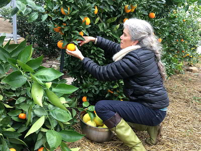Grow Oranges in BC! Greenhouse Design Workshop