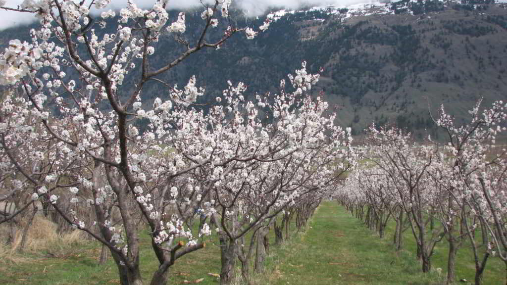 Snowy Mtn Farm orchard in flower