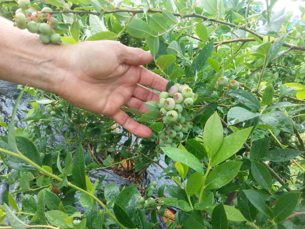 Avalon Organic Blueberry Farm - blueberries!