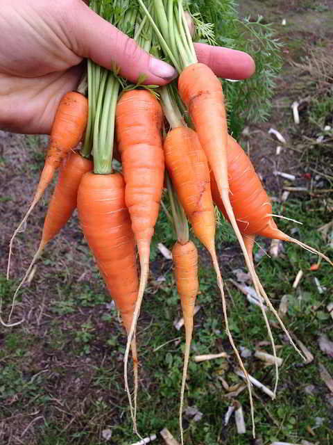 Sunshine Farm Carrot Field Day