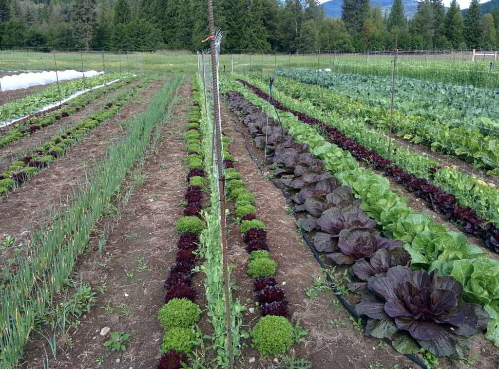 Salix and Sedge field view