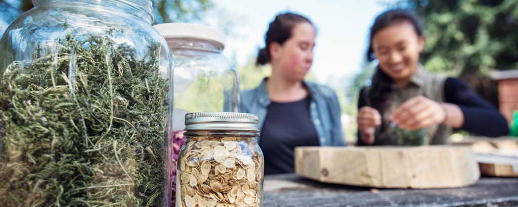 UBC Farm Workshops Dried Medicine - by Jaylin Chiyi