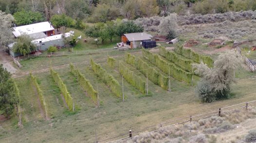 Hop Farming Opportunity Ashcroft