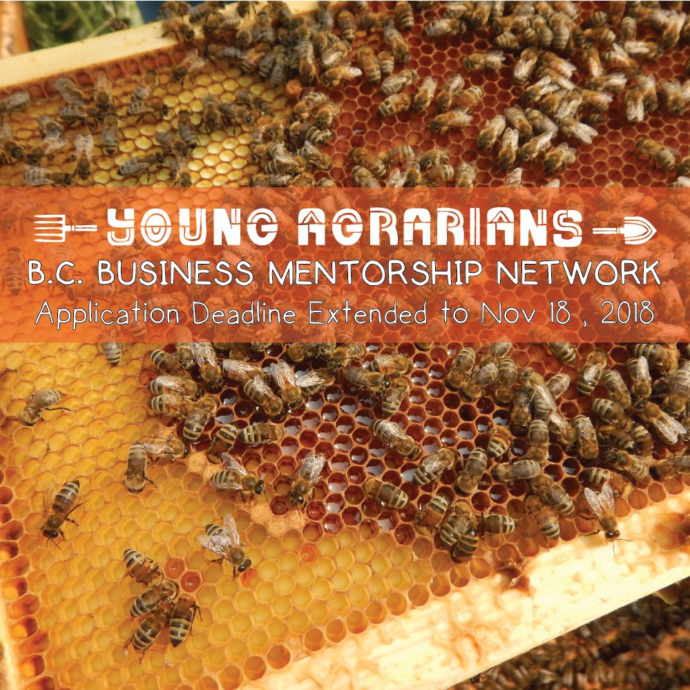 B.C. Business Mentorship Network