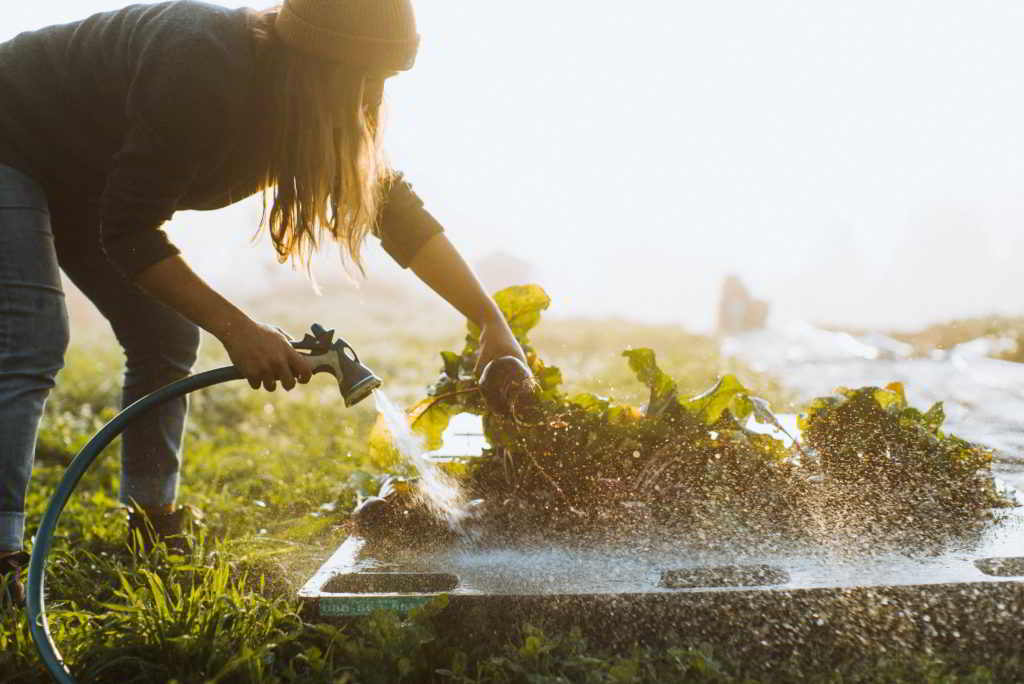 Field House Farms washing veggies