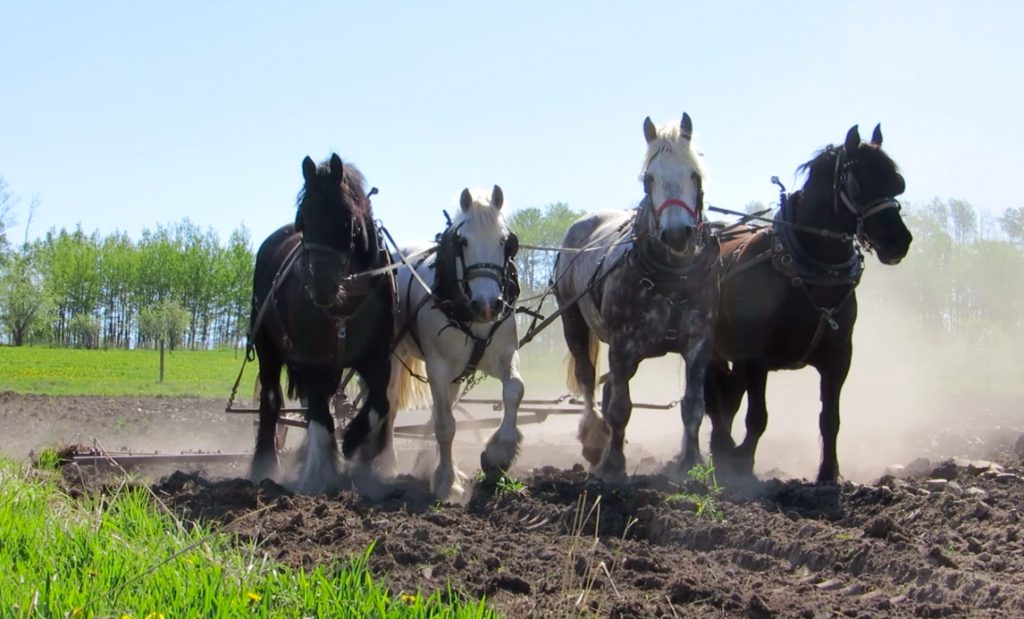 Horse Power at Wildwod Farm