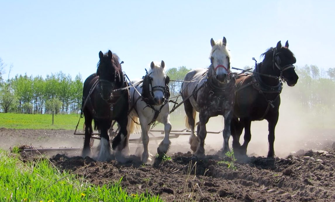 Horse Power at Wildwod Farm
