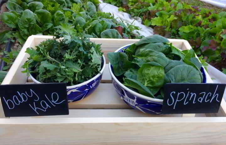 Ramos - Baby Spinach and Kale Crops