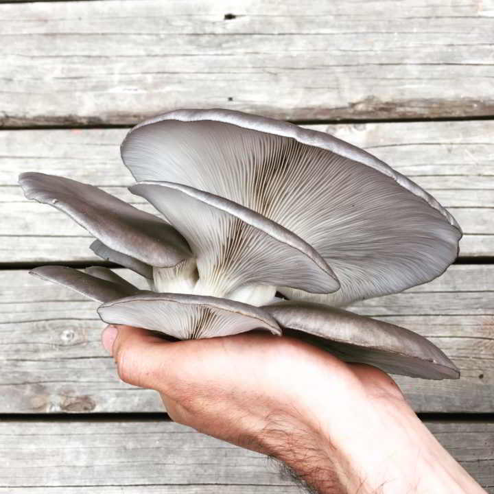 Toadstools - Blue oyster mushrooms