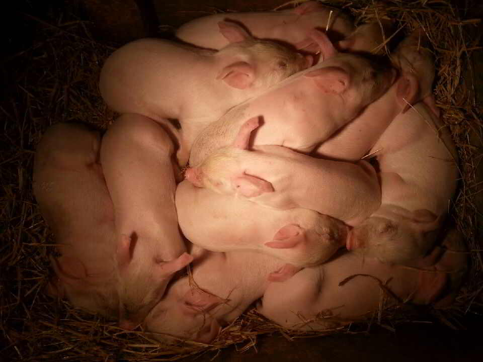 Blue Mountain Biodynamic Farm Pigs