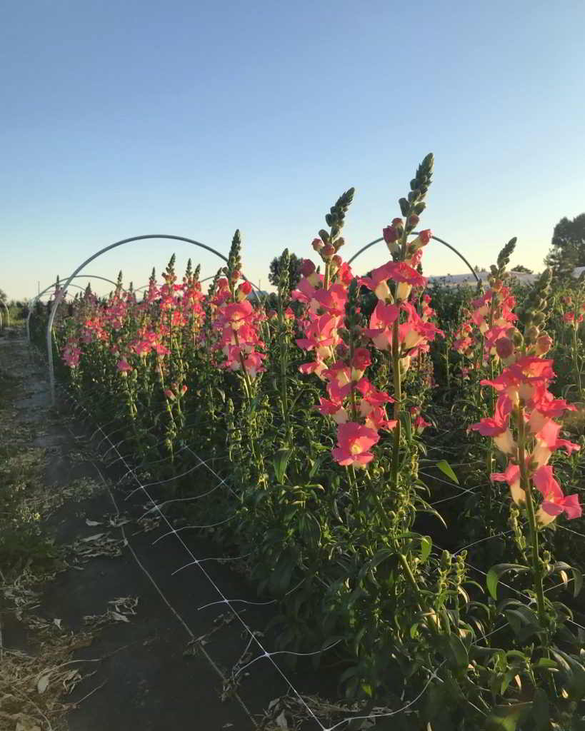 river and sea flowers, farm job, vancouver bc