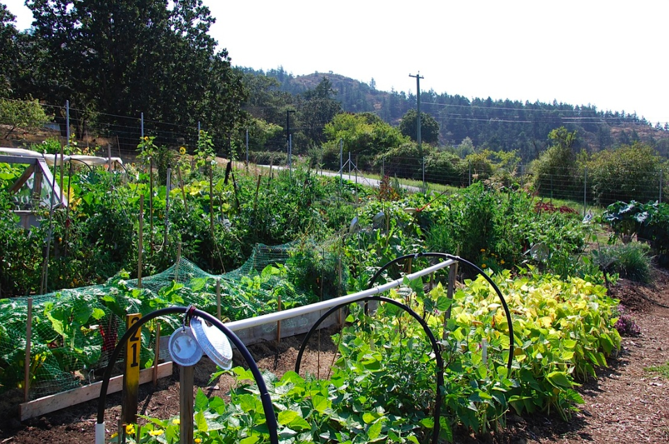 FARM JOB VICTORIA, BC Serenity Farm, Garden Manager
