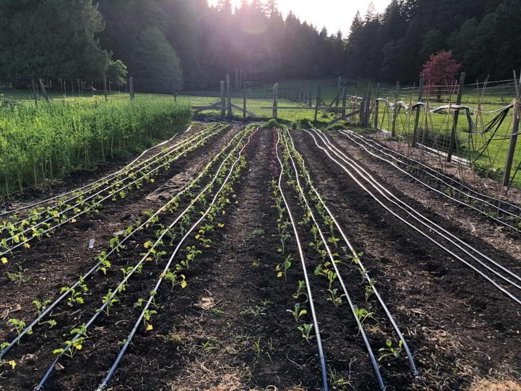 home farm gardens bowen island