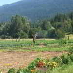 FARM JOB: WINLAW, BC – Ravine Creek Farm, Farm Worker