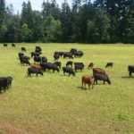 FARM JOB: COURTENAY, BC – Tannadice Farms Ltd, Farm Worker