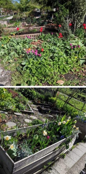 nelson park community garden
