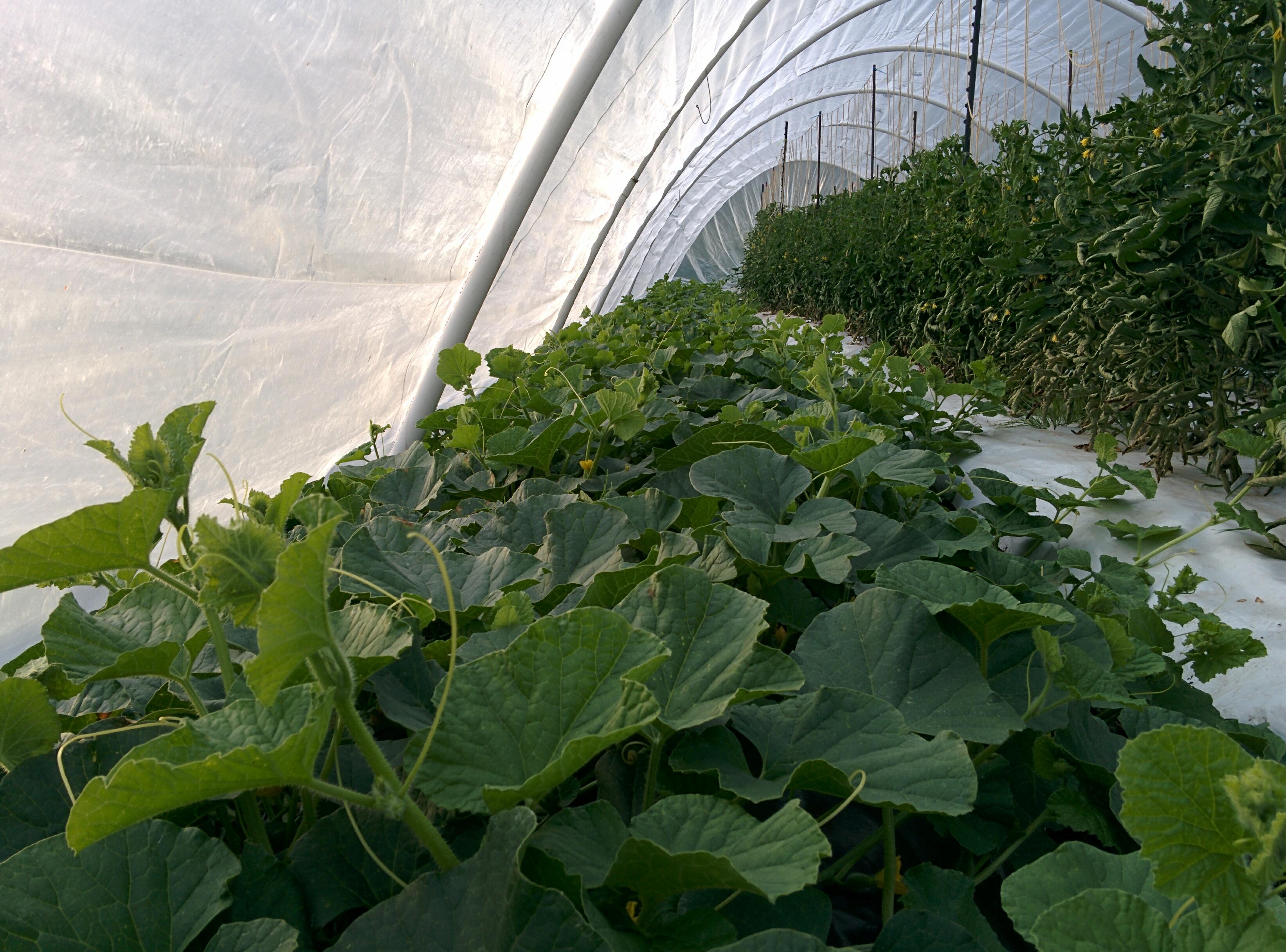 salix and sedge, farm job