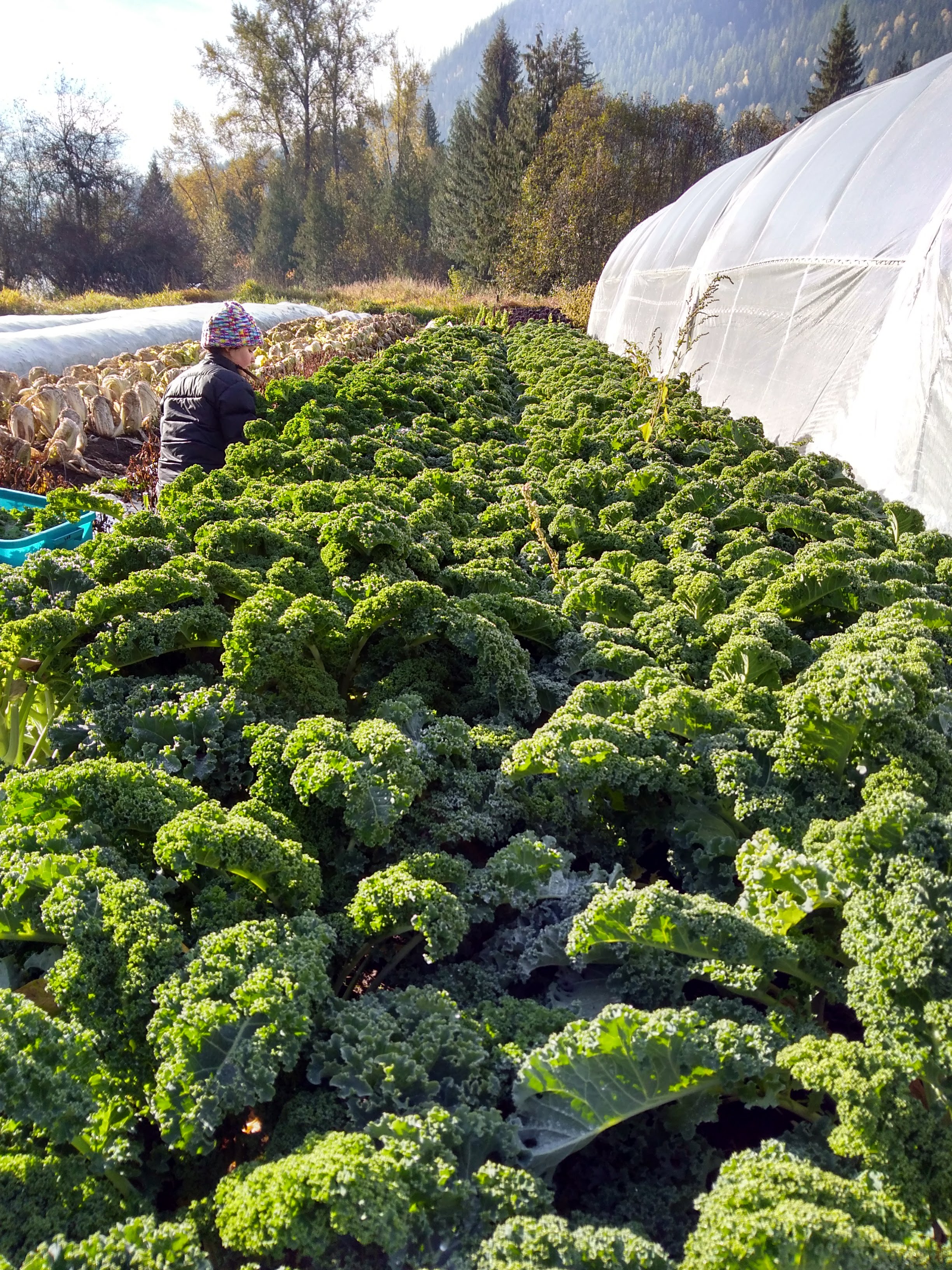 salix and sedge, farm job