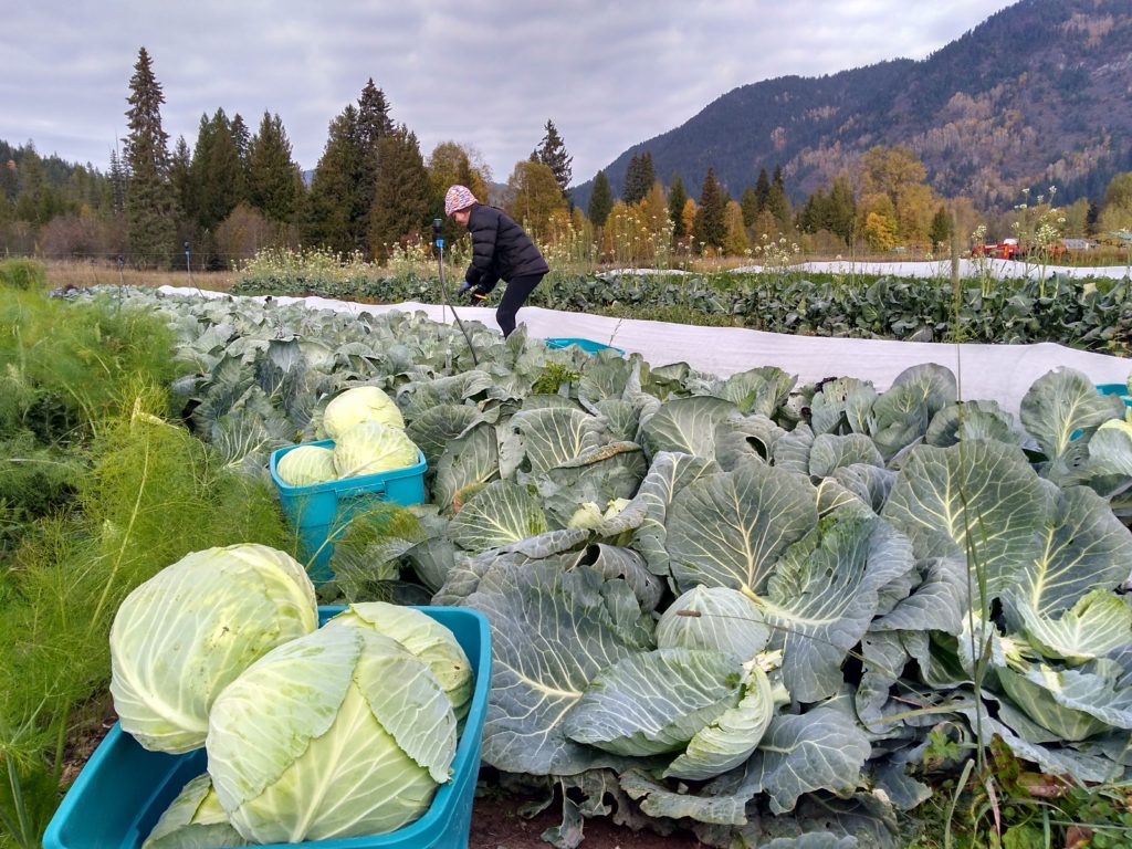 salix and sedge, farm job