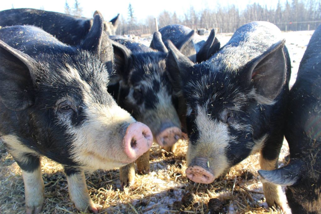 Screen Shot 2019-02-12 at 12.52.17 PM