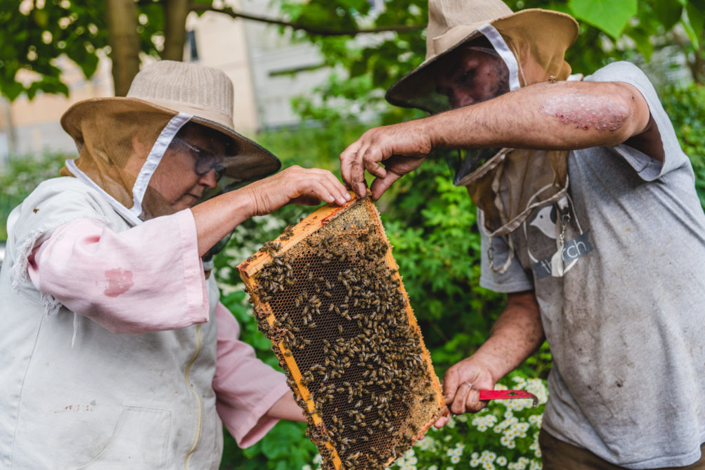 hives for humanity vancouver beekeeping job