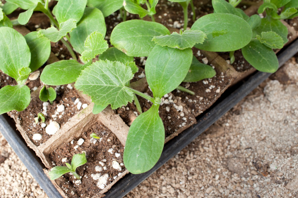 ALR Review Squash starts Photo credit Sara Dent