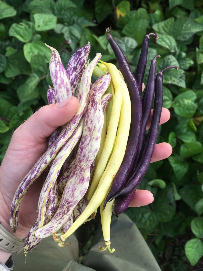 ignatius farm guelph ontario farm jobs