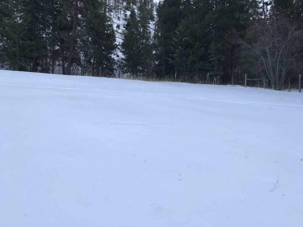 LAND OPPORTUNITY 3 ACRES AVAILABLE FOR LEASE KELOWNA, B.C Young