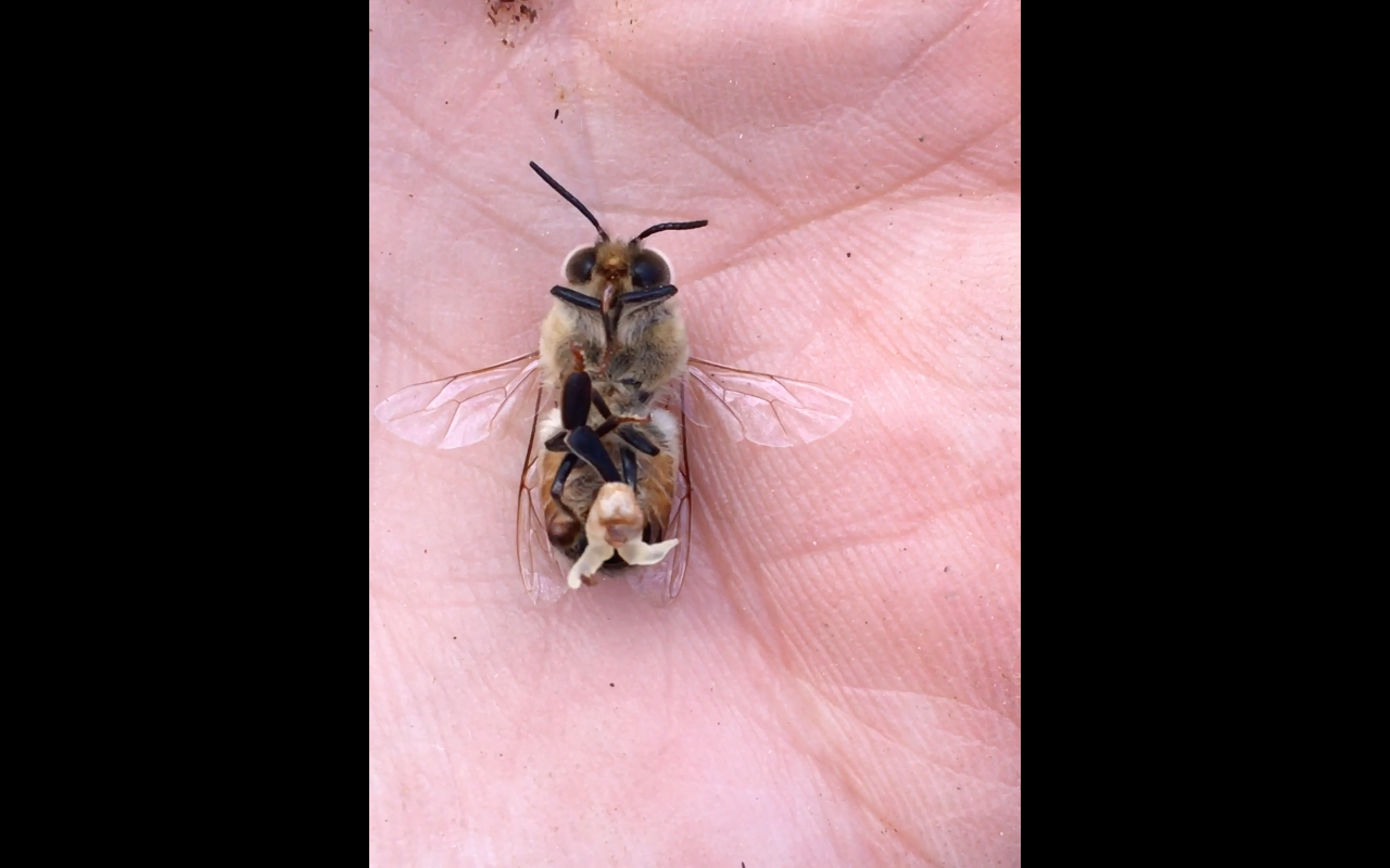 ABC Bees, Farm job, beekeeping job, calgary, alberta