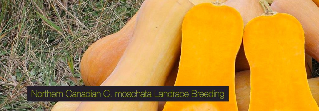 butternut breeding project