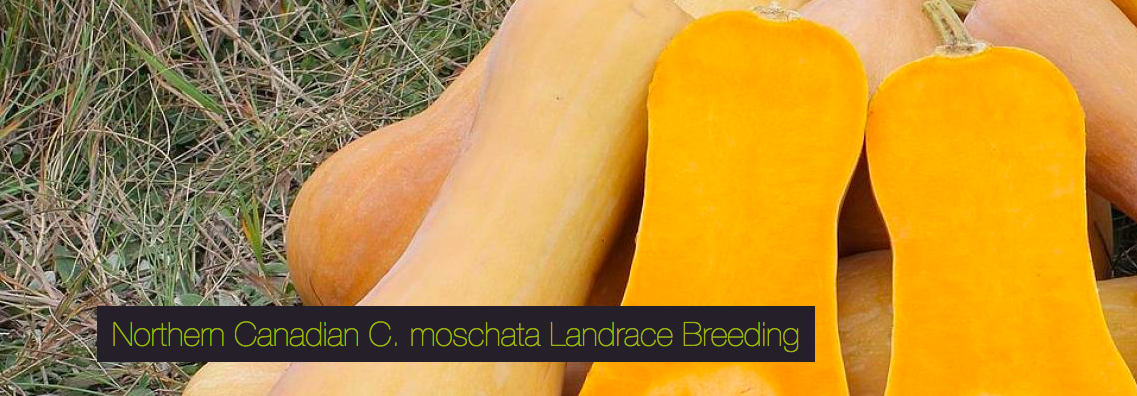 butternut breeding project