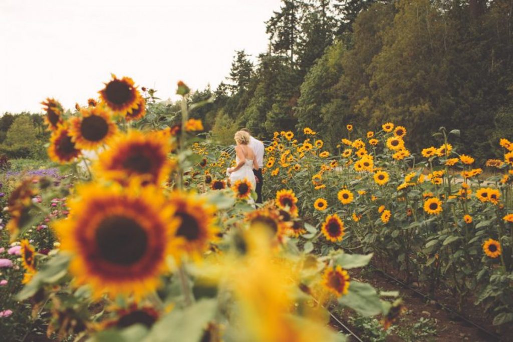 ubc farm flower farm sunflowers