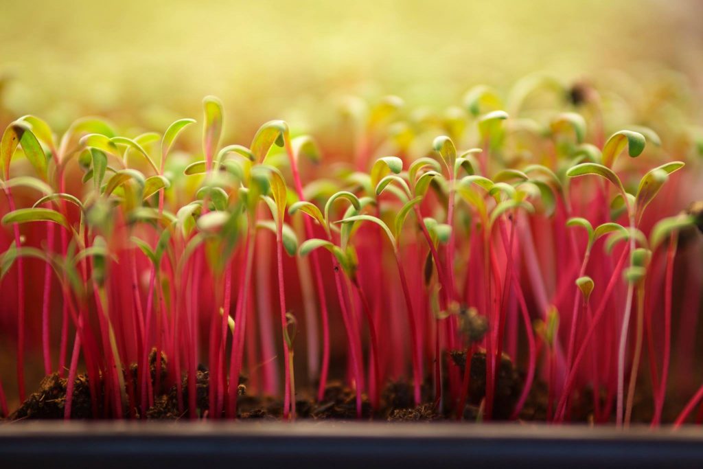 red sprouts, sky harvest, farm job, vancouver