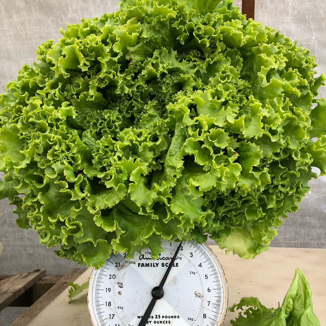 Belle-Isle Farm, Victoria, Farm job