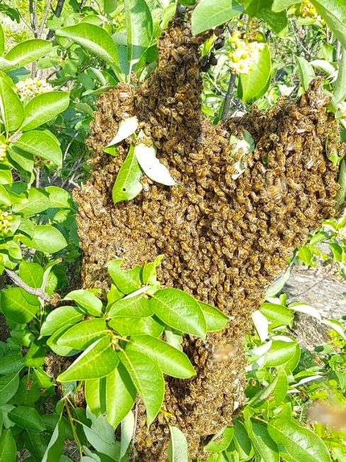 wild antho, armstrong bc, farm job, beekeeping