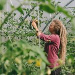 FARM JOB: SURREY, BC – A Rocha Farm, Market Manager
