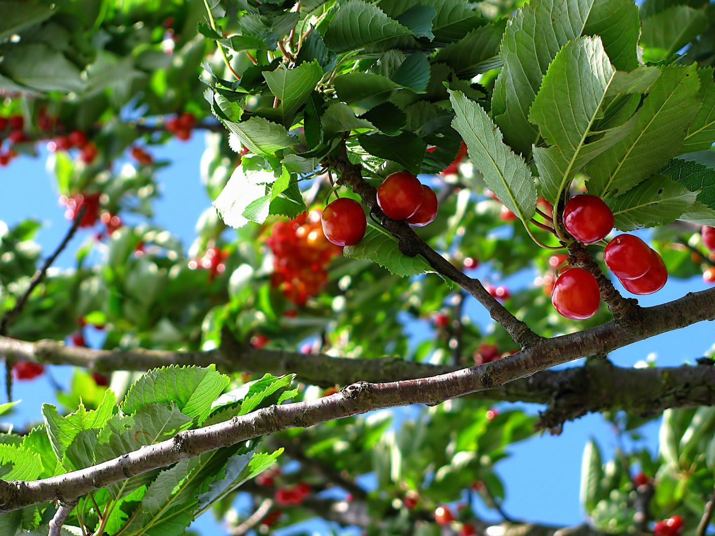 increase fruit tree production
