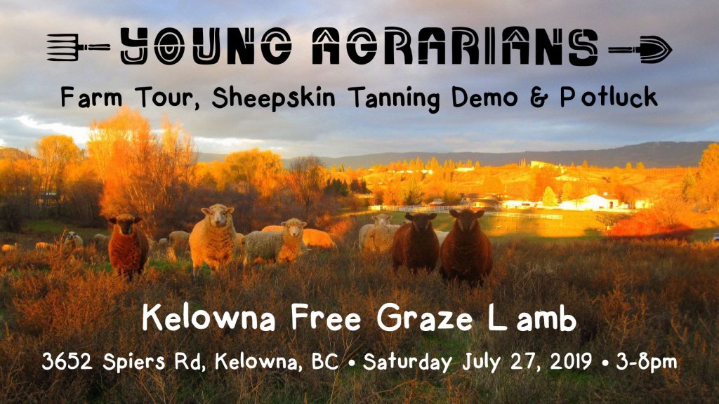 Kelowna Free Graze Lamb, July 27, kelowna, farm tour, workshop, potluck