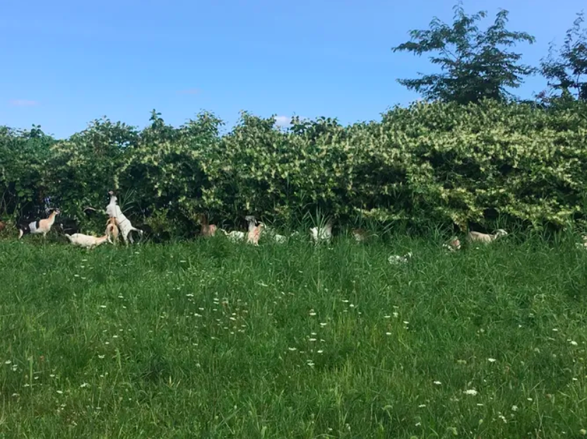 FARM APPRENTICESHIP LUMBY, BC BC Timber Goats