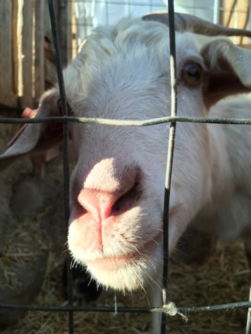 organic weed control, goats, farm job, alberta