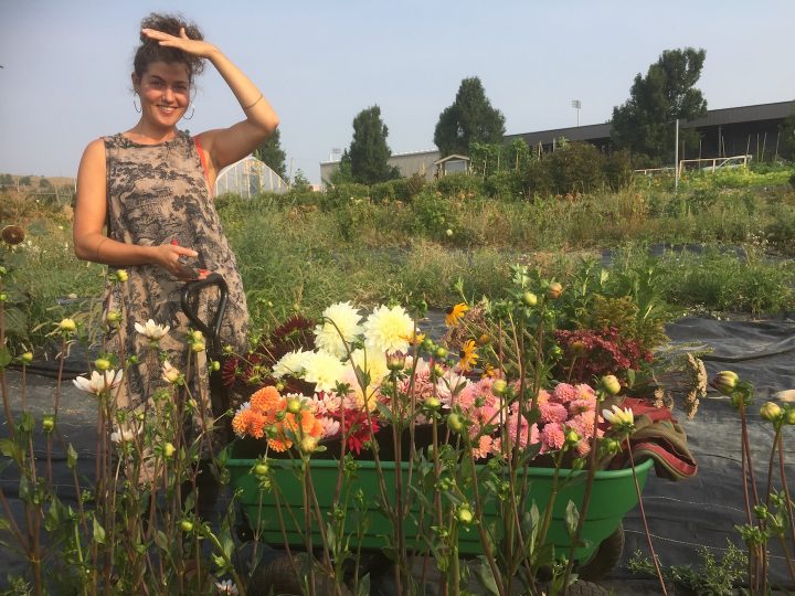 Tess and Flower Harvest