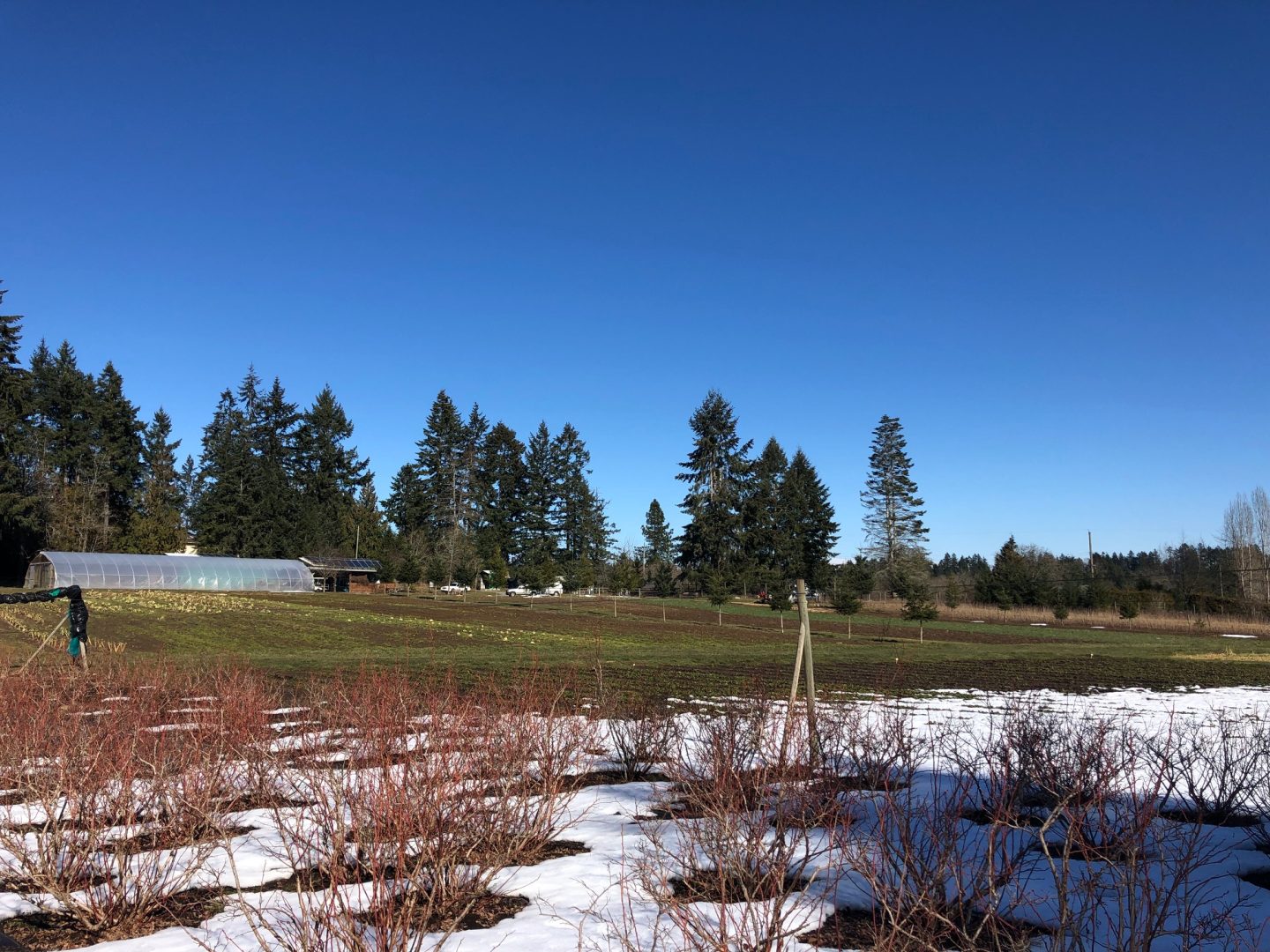 dudinks garden, farm job, nanaimo bc, berry pickers