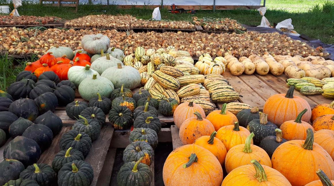 sweet acres farm, victoria, langford, farm job, organic farm