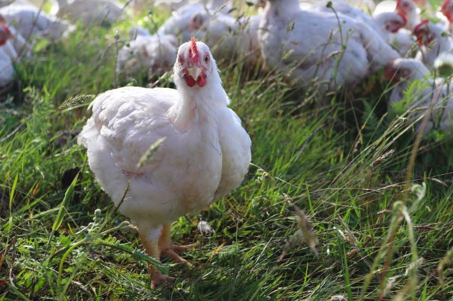 lost savanna farm, black creek, vancouver island, farm job