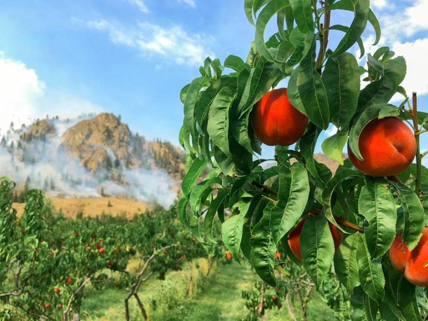 snowy mountain organics, farm job, vancouver, farmers market