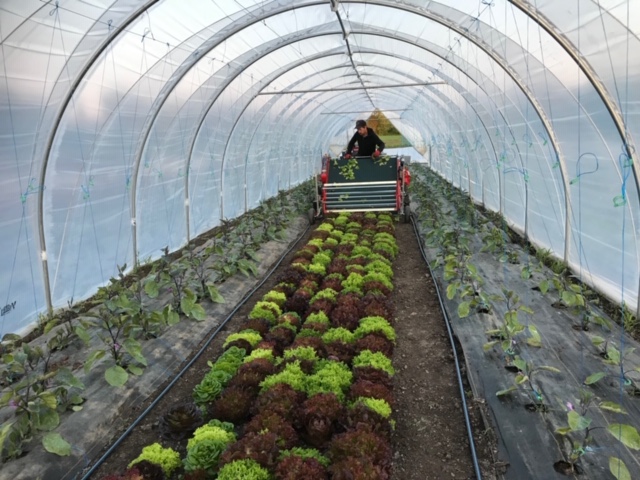 edwin county farm, farm job, picton, ontario, organic