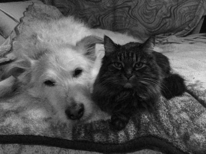 26240153_1956001468054462_4353820896843232367_o