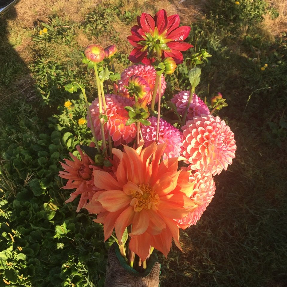 late bloomers flower farm, vancouver, bc, bc land matching program