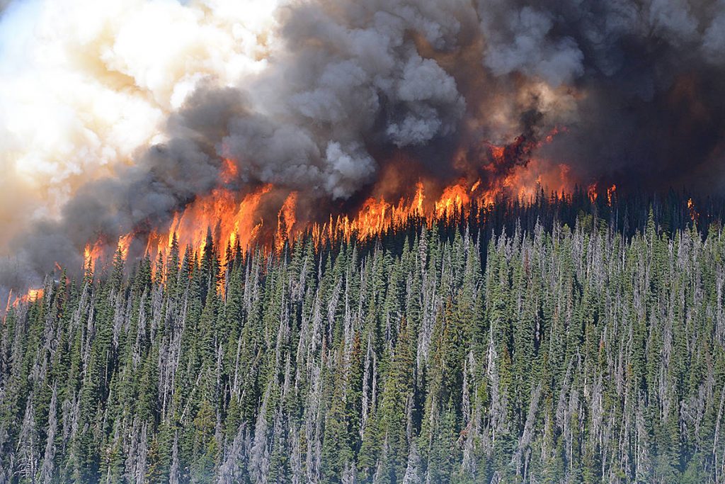 wildfire recovery program