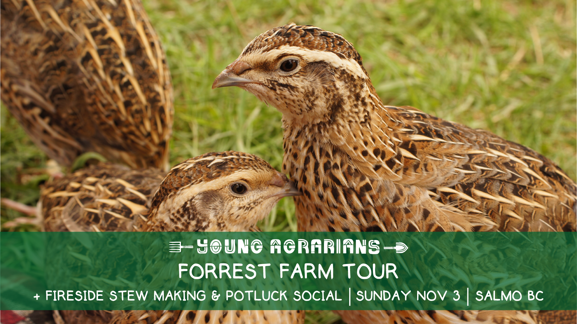 Forrest farms, salmo, quaills